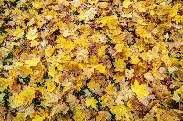 Feuilles d'automne jaune tombées — Photo