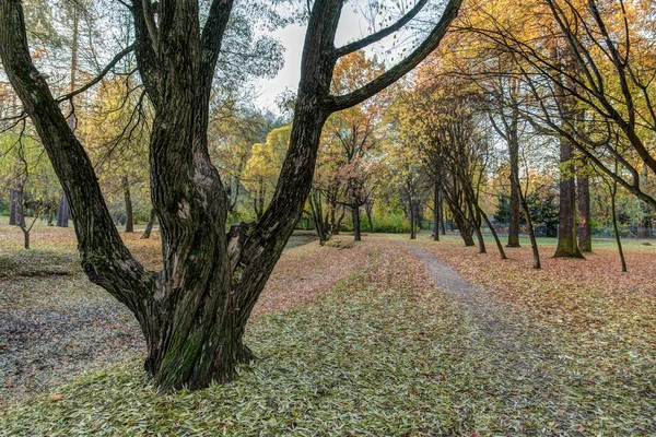 Träd i oktober — Stockfoto