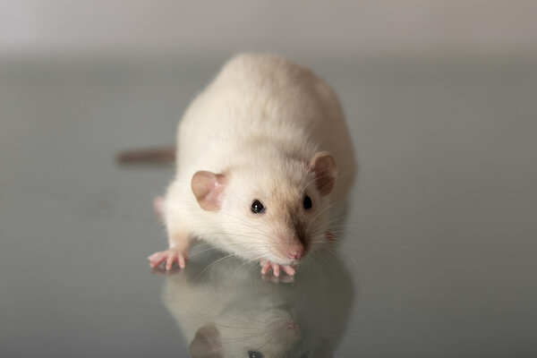 white domestic rat with a dark nose