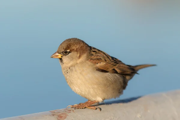 Portrait of a sitting sparrow — Stock Photo, Image