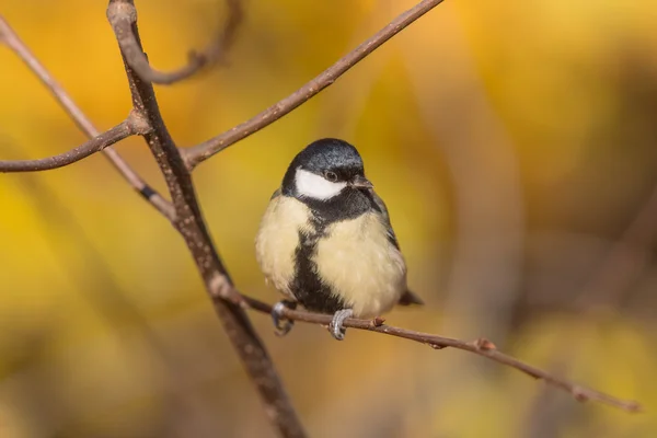 Oiseau sur une branche — Photo