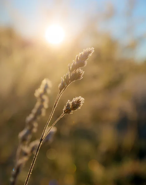 Cold autumn morning — Stock Photo, Image