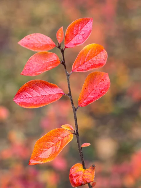 Branch with red wet autumn leaves — Stock Photo, Image