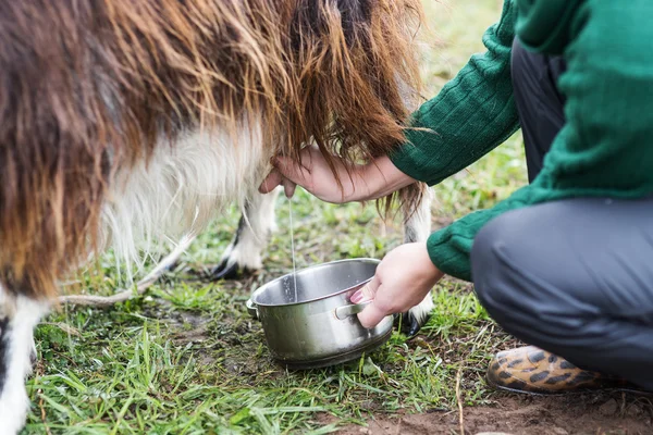 Woman milks a goat — Stock Photo, Image