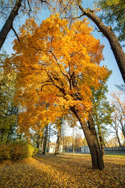 Arce de otoño con hojas coloridas —  Fotos de Stock