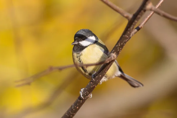 Titmouse fechar — Fotografia de Stock