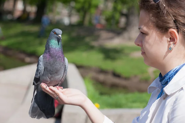 Girl and dove — Stock Photo, Image