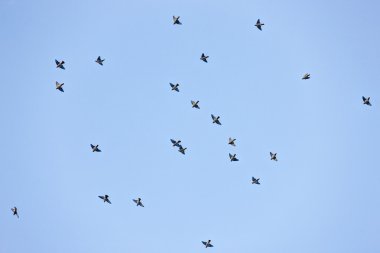 kudde van waxwings