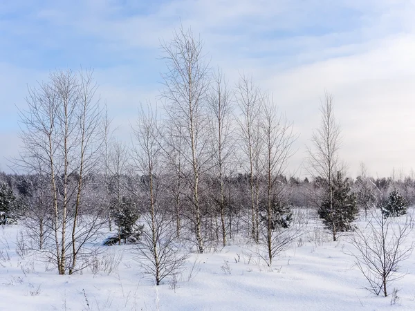자작나무로 뒤덮인 겨울 풍경 — 스톡 사진