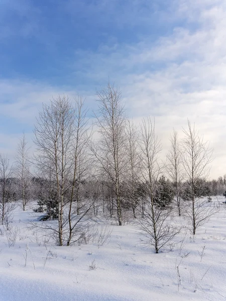 Birken im Wald — Stockfoto