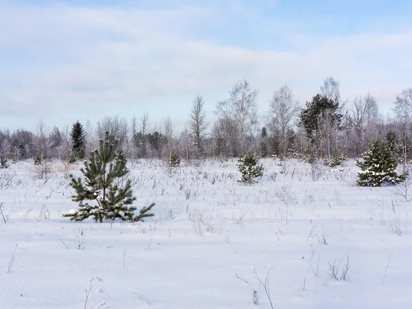 Borde del bosque de invierno — Foto de Stock