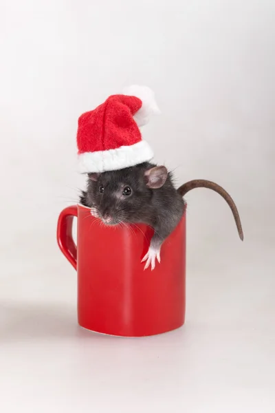 Rat in a cap of Santa Claus — Stock Photo, Image