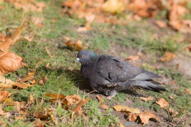 çimenlerin üzerinde gri güvercin