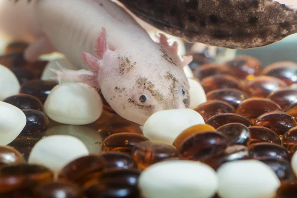 Ροζ axolotl κινηματογράφηση σε πρώτο πλάνο — Φωτογραφία Αρχείου
