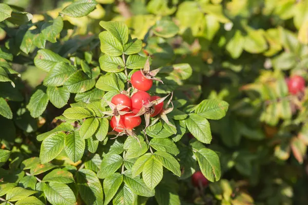 Rijp rose hip — Stockfoto