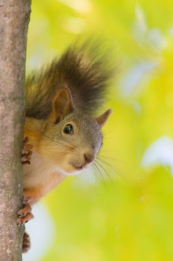 meraklı sincap yakın çekim