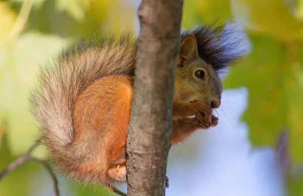 Écureuil sur une branche gros plan — Photo