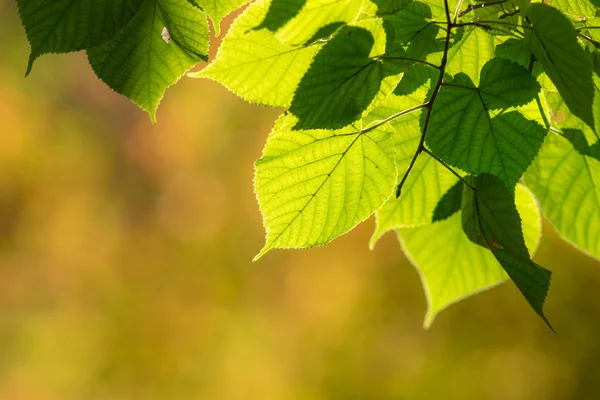Vihreät lehdet lähikuva — kuvapankkivalokuva