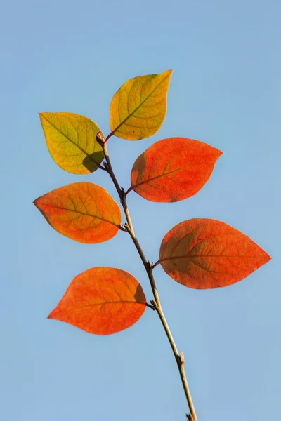 Branch with autumn leaves — Stock Photo, Image