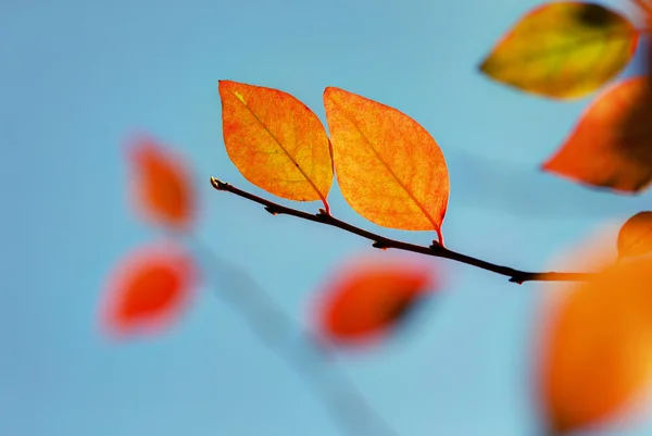 Autumn leaves against the sky — Stock Photo, Image