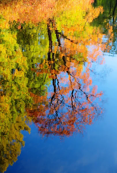 Spiegelung der Herbstbäume — Stockfoto