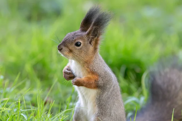 Esquilo na grama closeup — Fotografia de Stock
