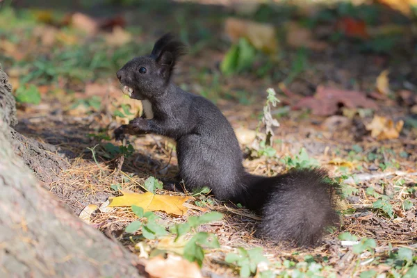 Black squirrel with a nut — Stock Photo, Image