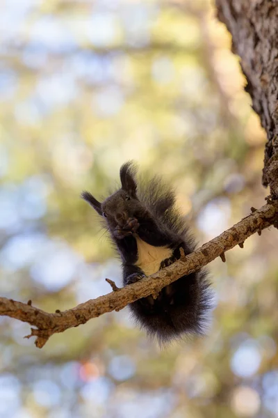 Чорна білка на дереві — стокове фото