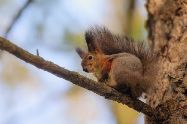 Porträt eines Eichhörnchens — Stockfoto