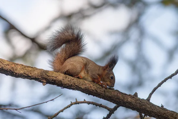 Eichhörnchen frisst Rinde — Stockfoto