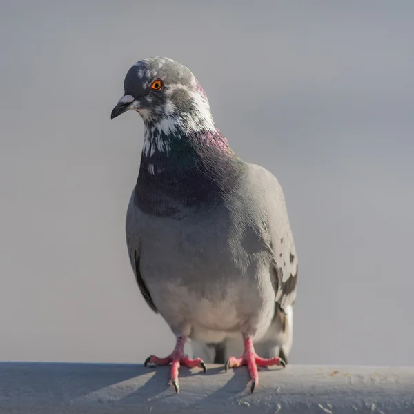 Portrait of pigeon closeup — Stock Photo, Image