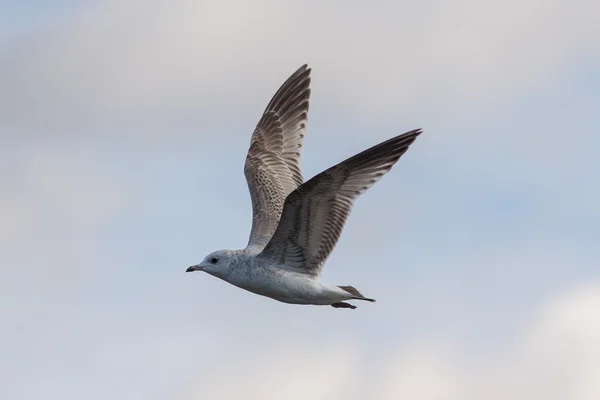 Racek v letu — Stock fotografie