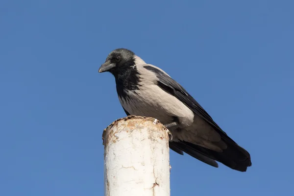Portrait of a crow — Stock Photo, Image
