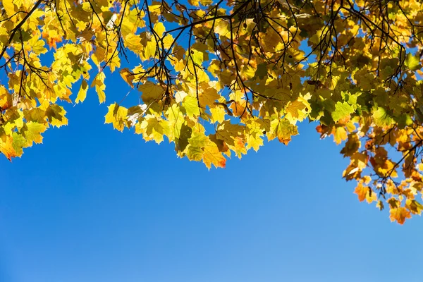 Esdoorn bladeren tegen de hemel — Stockfoto
