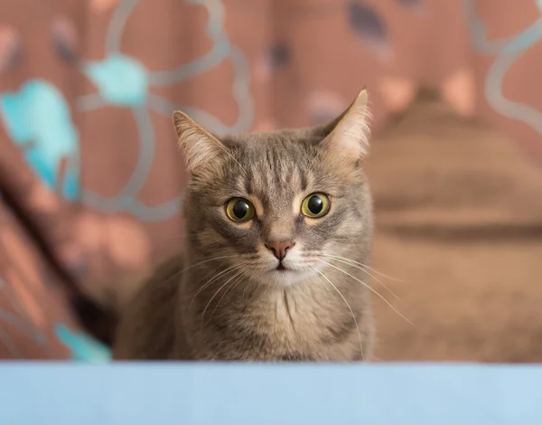 Gato con ojos verdes — Foto de Stock