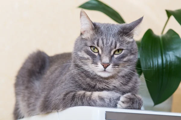 Retrato de gato doméstico gris — Foto de Stock