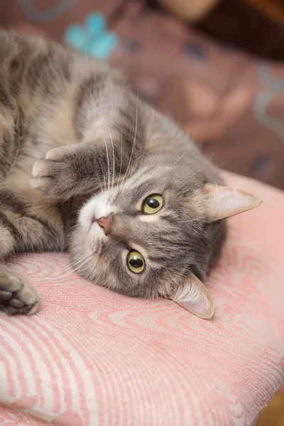 Cat lying on a chair — Stock Photo, Image