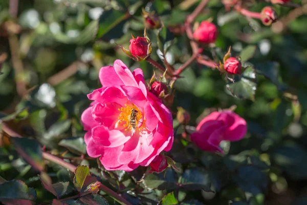 Hoverfly on wild rose — Stock Photo, Image