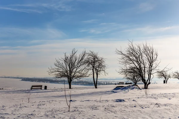 Paesaggio invernale con alberi — Foto Stock