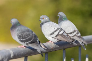korkuluk üzerinde oturan üç güvercin