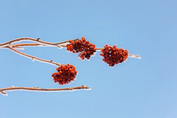 Winter rowan branch — Stock Photo, Image