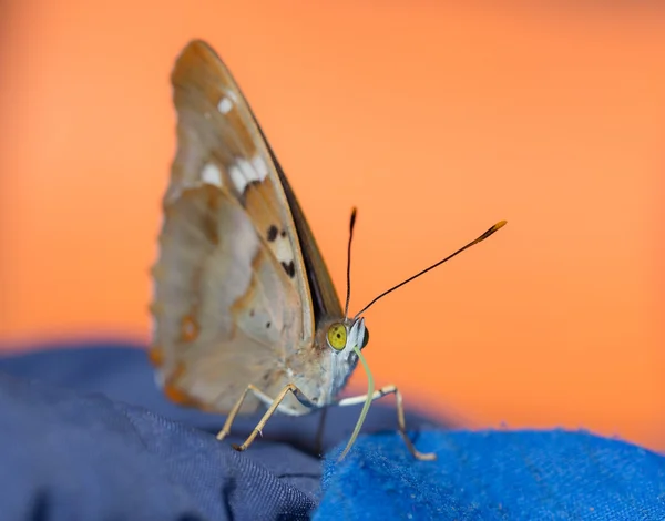 Портрет бабочки — стоковое фото