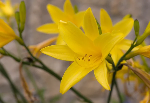 Giallo giglio chiudere — Foto Stock