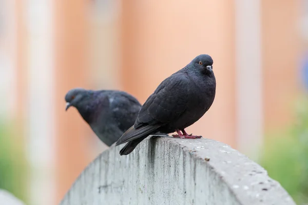 2 つの黒い鳩の肖像画 — ストック写真