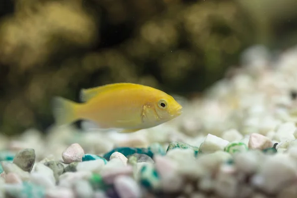 Labidochromis żółty w quarium — Zdjęcie stockowe