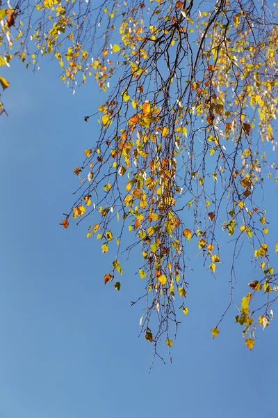 Branches de bouleau aux feuilles d'automne — Photo