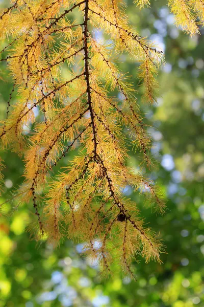 Ramos larício amarelo — Fotografia de Stock