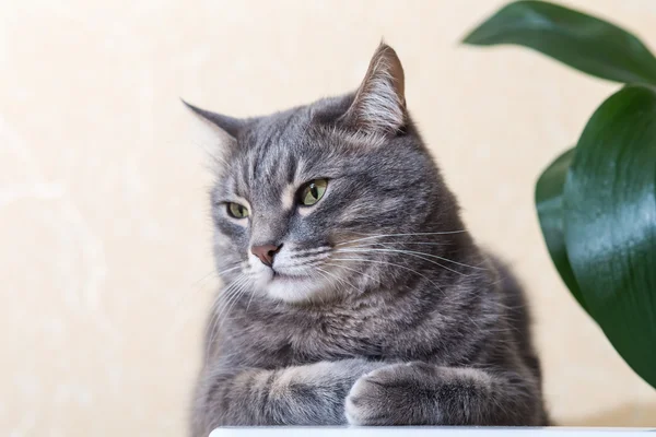 Binnenlandse kat close-up — Stockfoto