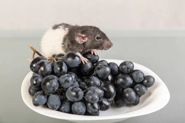 Ratto e uva — Foto Stock