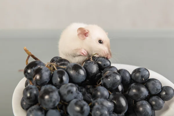大鼠和葡萄在盘子上 — 图库照片